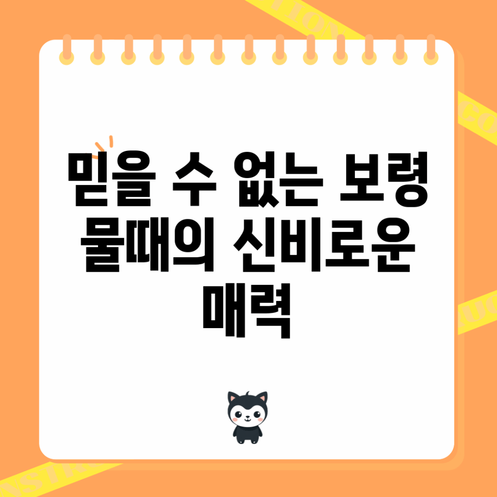 믿을 수 없는 보령 물때의 신비로운 매력