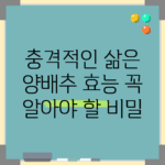 충격적인 삶은 양배추 효능, 꼭 알아야 할 비밀!